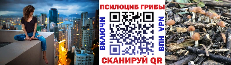 Купить где  Жердевка  Псилоцибиновые грибы Psilocybine cubensis 